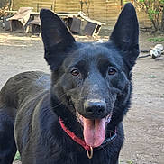 Nala participe au concours pour gagner de l'argent avec cette photo : dog, german_shepherd, black_dog, pet, outdoor, yard, sunlight, tongue_out, collar, animal, canine, ears, fur, nature, garden, fence, happy, mammal, playing, summer