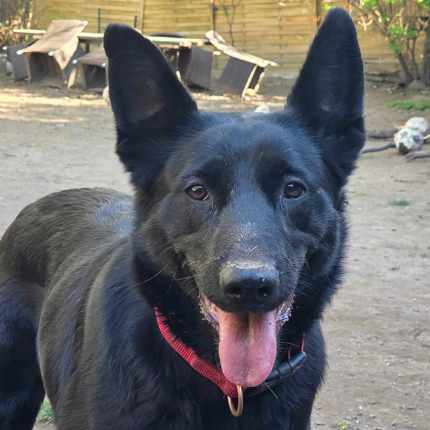Nala participe au concours pour gagner de l'argent avec cette photo : dog, german_shepherd, black_dog, pet, outdoor, yard, sunlight, tongue_out, collar, animal, canine, ears, fur, nature, garden, fence, happy, mammal, playing, summer