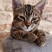 Praline participe au concours pour gagner de l'argent avec cette photo : animal, cat, closeup, cozy, cute, ears, feline, fur, indoor, kitten, paws, perch, pet, relaxed, resting, sleepy, soft, tabby, whiskers, young