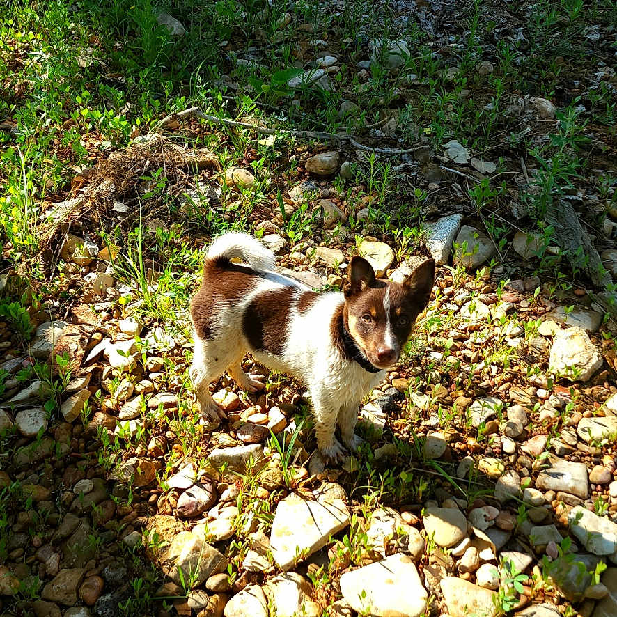 Whiskey joined the competition — help win amazing prizes! animal, canine, chihuahua, cockerspaniel, dog, flagstone, grass, leaf, outdoors, papillon, path, pet, plant, puppy, road, rock, slate, soil, vegetation, walkway