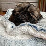 Piper joined the competition — help win amazing prizes! puppy, dog, blanket, cozy, indoor, furniture, couch, fur, pet, cute, small_dog, face, soft_texture, resting, young_animal, domestic_animal, animal_portrait, brown_fur, black_fur, curious