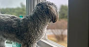 Piper is registered to the contest to win money with this photo: dog, windowsill, window, looking_outside, fur, fluffy, curly_coat, indoor, natural_light, blurred_background, peaceful, curious, pet, animal, side_view, daylight, home, quiet, still_life, companion