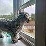 dog, windowsill, window, looking_outside, fur, fluffy, curly_coat, indoor, natural_light, blurred_background, peaceful, curious, pet, animal, side_view, daylight, home, quiet, still_life, companion