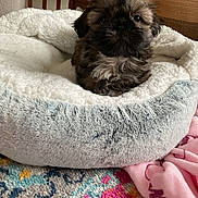 Piper is registered to the contest to win money with this photo: puppy, dog_bed, plush, cozy, indoor, carpet, blanket, cute, small_dog, fur, pet, animal, comfort, resting, brown_dog, furniture, relaxing, home, soft, adorable