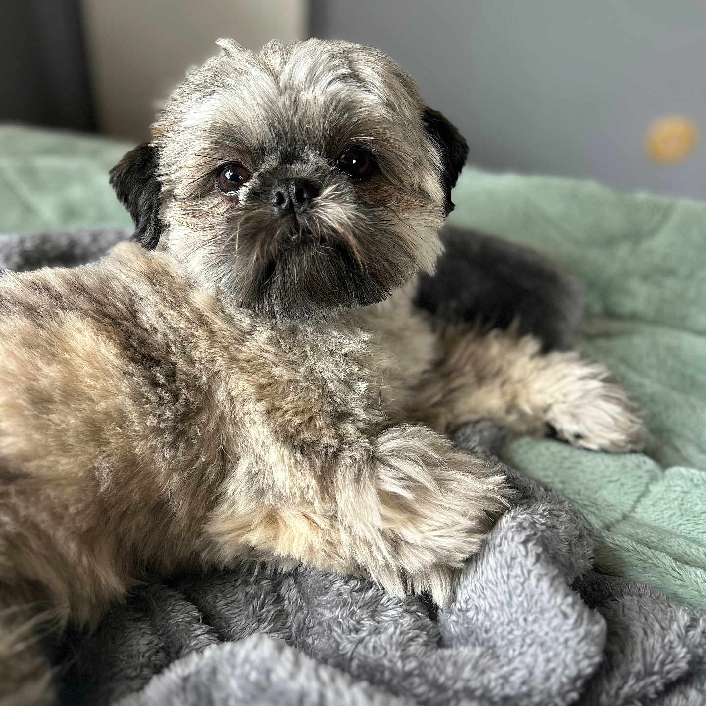Piper