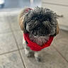 Piper is registered to the contest to win money with this photo: dog, pet, indoor, tile_floor, red_bandana, fluffy, small_dog, close_up, curious_eyes, canine, fur, adorable, domestic_animal, looking_up, companion, cute, animal, mammal, friendly, portrait