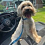 dog, jeep, car_interior, leash, happy, tongue_out, sunny_day, house, green_lawn, parked_car, seat, steering_wheel, dashboard, window, outdoor, pet, canine, vehicle, daytime, furry