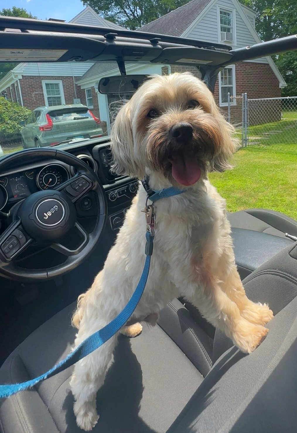 Willie joined the competition — help win amazing prizes! dog, jeep, car_interior, leash, happy, tongue_out, sunny_day, house, green_lawn, parked_car, seat, steering_wheel, dashboard, window, outdoor, pet, canine, vehicle, daytime, furry
