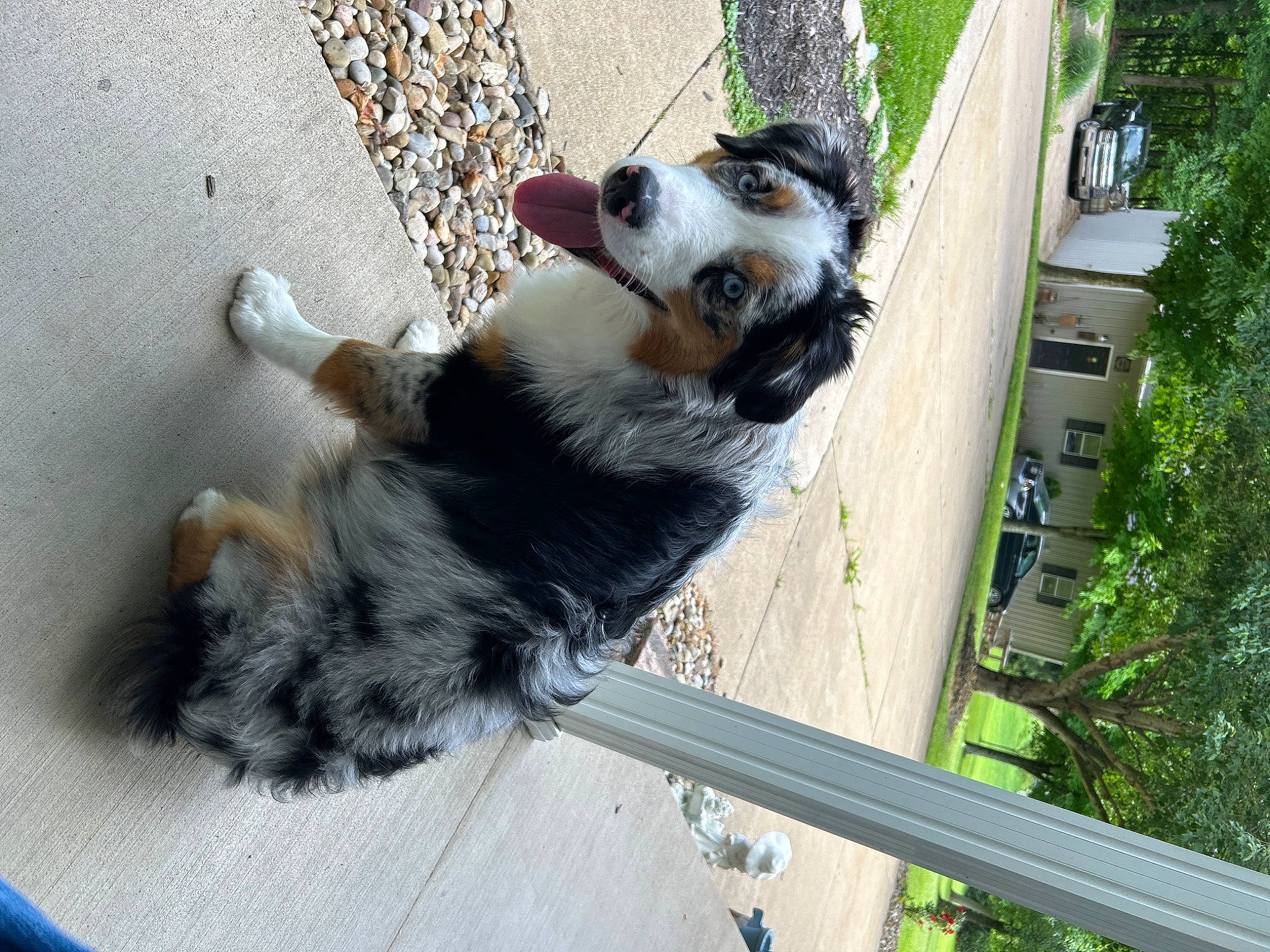 Arlo joined the competition — help win amazing prizes! australian_shepherd, border_collie, canidae, carnivore, companion_dog, dog, dog_breed, dog_supply, fur, herding_dog, paw, plant, snout, sporting_group, tail, terrestrial_animal, tree, working_animal, working_dog