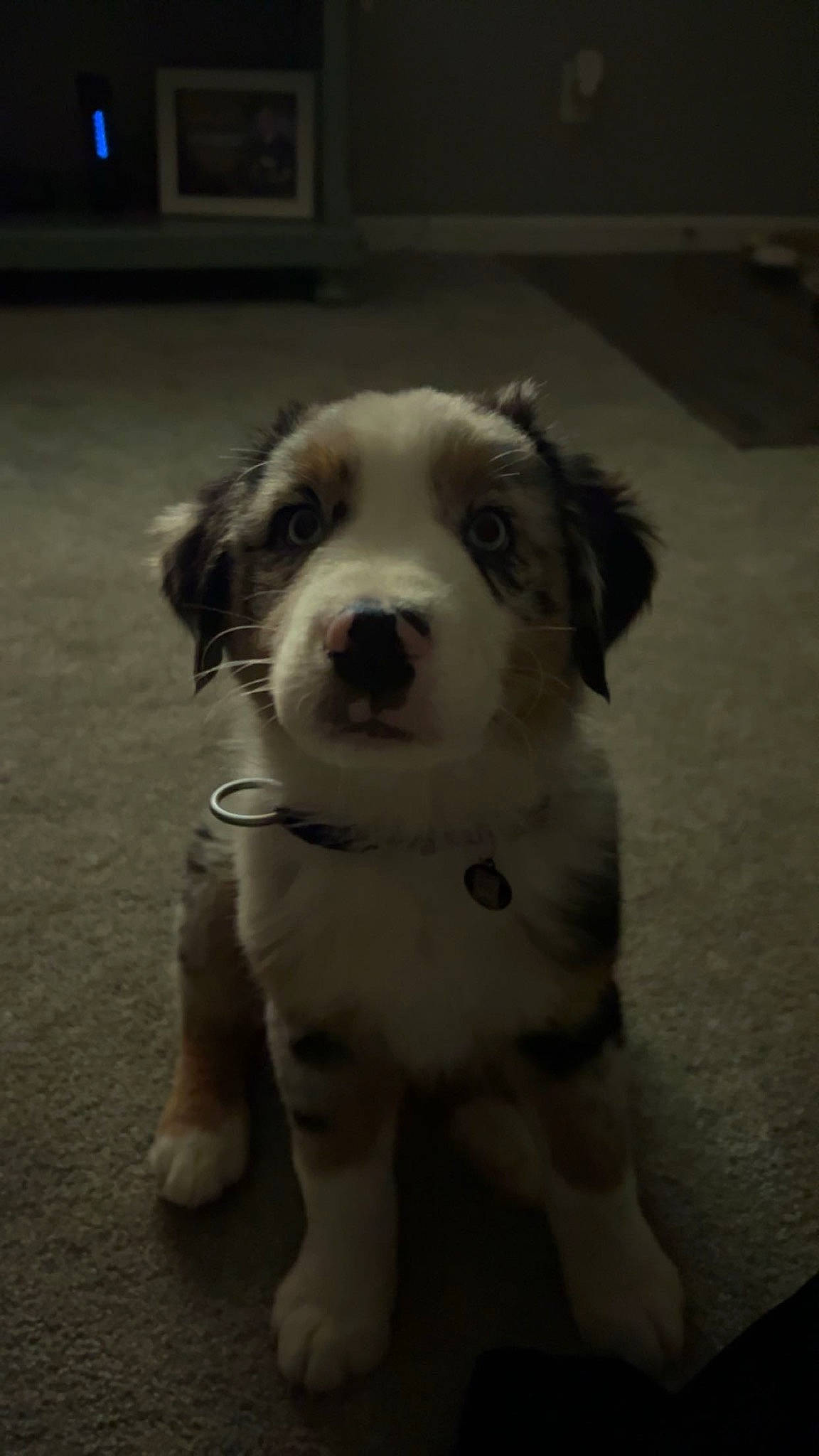 Arlo is registered to the contest to win money with this photo: ancient_dog_breeds, carnivore, companion_dog, dog, dog_breed, flooring, fur, monochrome, monochrome_photography, non_sporting_group, paw, snout, terrestrial_animal, whiskers, window, working_animal, working_dog