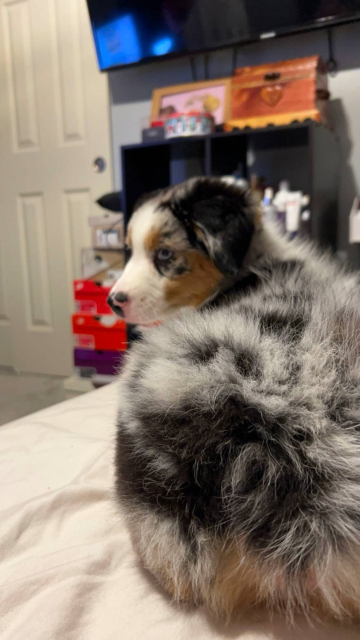 Arlo joined the competition — help win amazing prizes! australian_shepherd, cable_television, canidae, carnivore, companion_dog, dog, dog_breed, door, flooring, fur, herding_dog, picture_frame, snout, sporting_group, television, terrestrial_animal, whiskers, wildlife, working_animal, working_dog