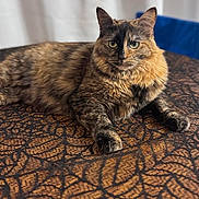 Kuromi is registered to the contest to win money with this photo: animal, blue_chair, cat, curtains, domestic_animal, ears, eyes, feline, fur, home, indoor, laying_down, mammal, patterned_tablecloth, pet, relaxed, soft_light, table, tortoiseshell, whiskers