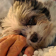 Mochi joined the competition — help win amazing prizes! dog, close_up, hand, fluffy, resting, blanket, texture, peaceful, pet, owner, warm_light, fur, snout, indoor, comfort, sleepy, relaxed, face, animal, domestic