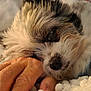 dog, close_up, hand, fluffy, resting, blanket, texture, peaceful, pet, owner, warm_light, fur, snout, indoor, comfort, sleepy, relaxed, face, animal, domestic
