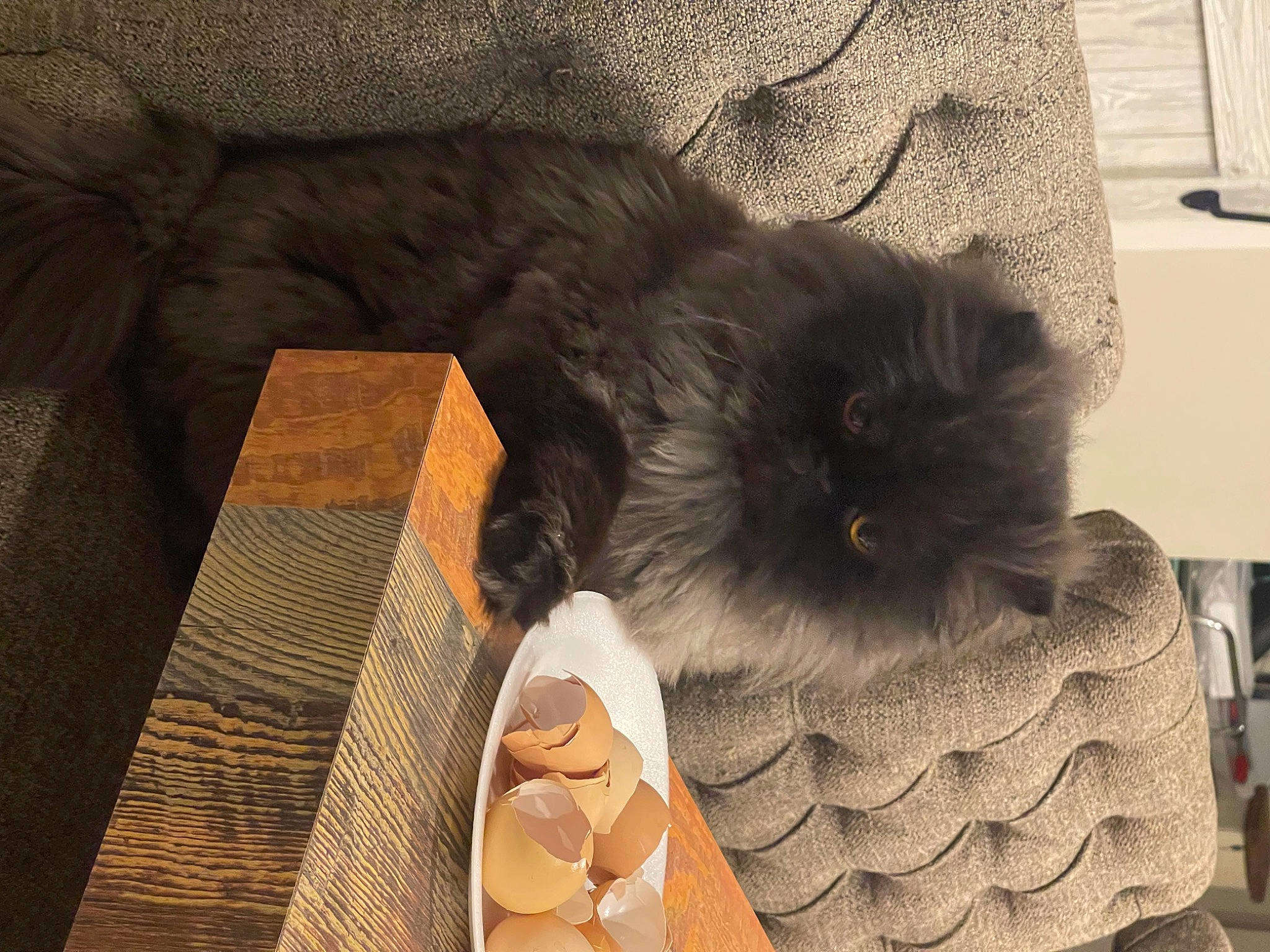 Gizmo joined the competition — help win amazing prizes! bag, baggage, carnivore, cat, comfort, companion_dog, dog_breed, fawn, felidae, flooring, fur, grey, hat, luggage_and_bags, pattern, paw, small_to_medium_sized_cats, tail, whiskers, wood