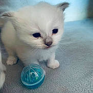 Aston a rejoint le concours — aidez-le/la à gagner de superbes lots ! animal, blue_toy, carpet, cat, curious, cute, domestic_cat, face, feline, furry, indoor, kitten, paw, pet, playful, small, toy, whiskers, white_cat, young
