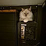 Aston a rejoint le concours — aidez-le/la à gagner de superbes lots ! animal, black_furniture, cables, cat, closeup, computer_tower, cozy, curious, domestic_cat, electronics, fluffy, gray_markings, hardware, indoor, lounging, paws, pet, quiet, technology, white_cat