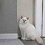 Aston participe au concours pour gagner de l'argent avec cette photo : baseboard, blue_eyes, carpet, cat, curious, domestic_animal, doorway, fluffy, fur, home_interior, indoor, paws, pet, portrait, rug, sitting, tail, wall, whiskers, white_cat