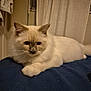 Aston participe au concours pour gagner de l'argent avec cette photo : animal, blue_surface, cat, cozy, cream_color, curtains, domestic, ears, face, feline, fluffy, indoor, mammal, paws, pet, quiet, relaxed, resting, soft_fur, whiskers