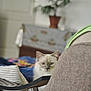 Aston a rejoint le concours — aidez-le/la à gagner de superbes lots ! amber_eye, armchair, blue_eye, cat, chair, cozy, cushion, feline, furniture, heterochromia, indoor, living_room, long_hair, peeking, pet, pillow, plant, portrait, potted_plant, relaxed