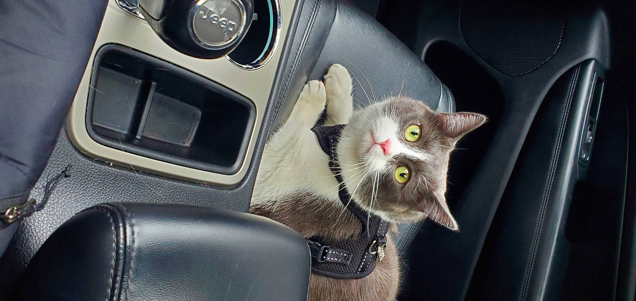 Preston is registered to the contest to win money with this photo: auto_part, automotive_design, automotive_lighting, car, carnivore, cat, domestic_short_haired_cat, family_car, felidae, motor_vehicle, personal_luxury_car, plant, small_to_medium_sized_cats, snout, steering_part, steering_wheel, vehicle, vehicle_door, whiskers, window