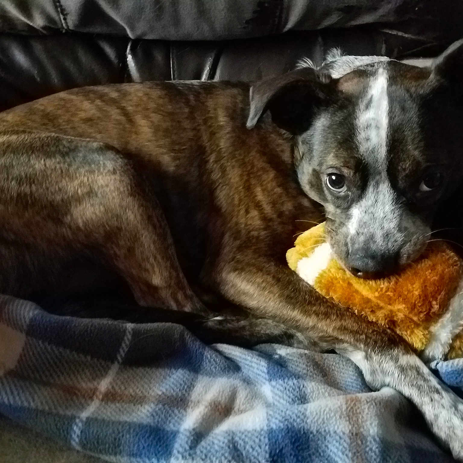 Bellaboo joined the competition — help win amazing prizes! american_pit_bull_terrier, american_staffordshire_terrier, canidae, carnivore, dog, dog_breed, fawn, mammal, mountain_cur, non_sporting_group, puppy, snout, vertebrate, whiskers