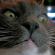 Casper joined the competition — help win amazing prizes! blurred_background, cat, chin, close_up, domestic_animal, fur, grey_fur, indoor, low_light, macro, mouth, nose, pet, playful, portrait, tongue, whiskers, white_fur, wide_eyes, yellow_eyes