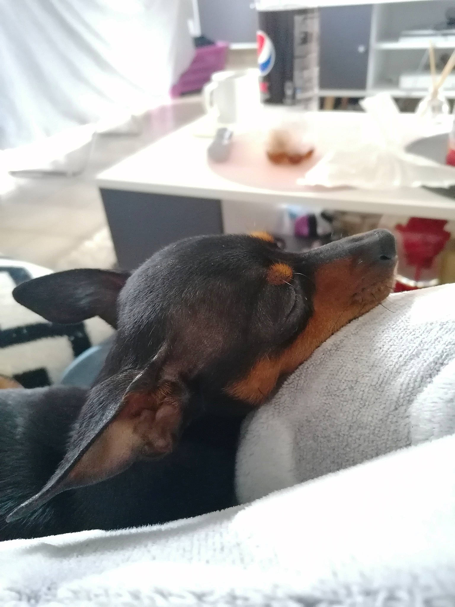 Lara participe au concours pour gagner de l'argent avec cette photo : canidae, dog_breed, ear, guard_dog, miniature_pinscher, nap, sleep, snout