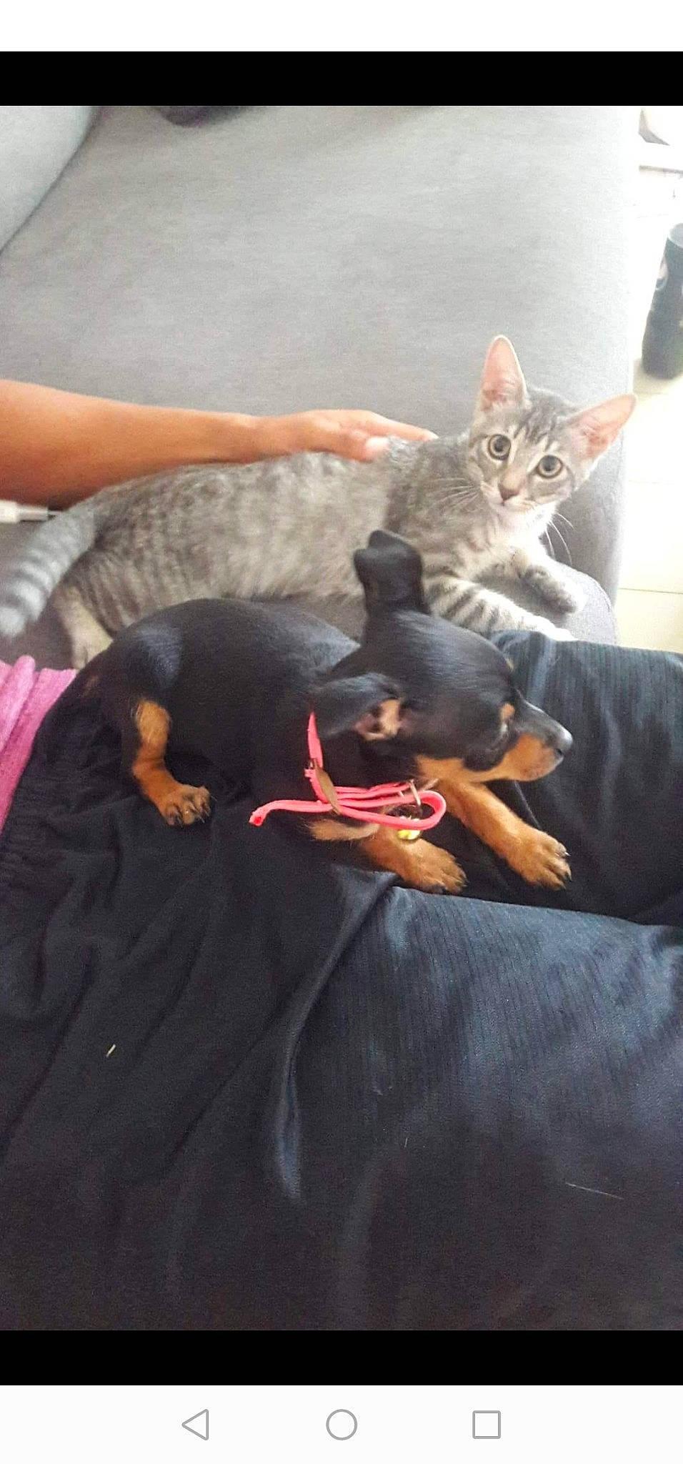 Lara participe au concours pour gagner de l'argent avec cette photo : carnivore, cat, devon_rex, felidae, kitten, leg, small_to_medium_sized_cats, whiskers