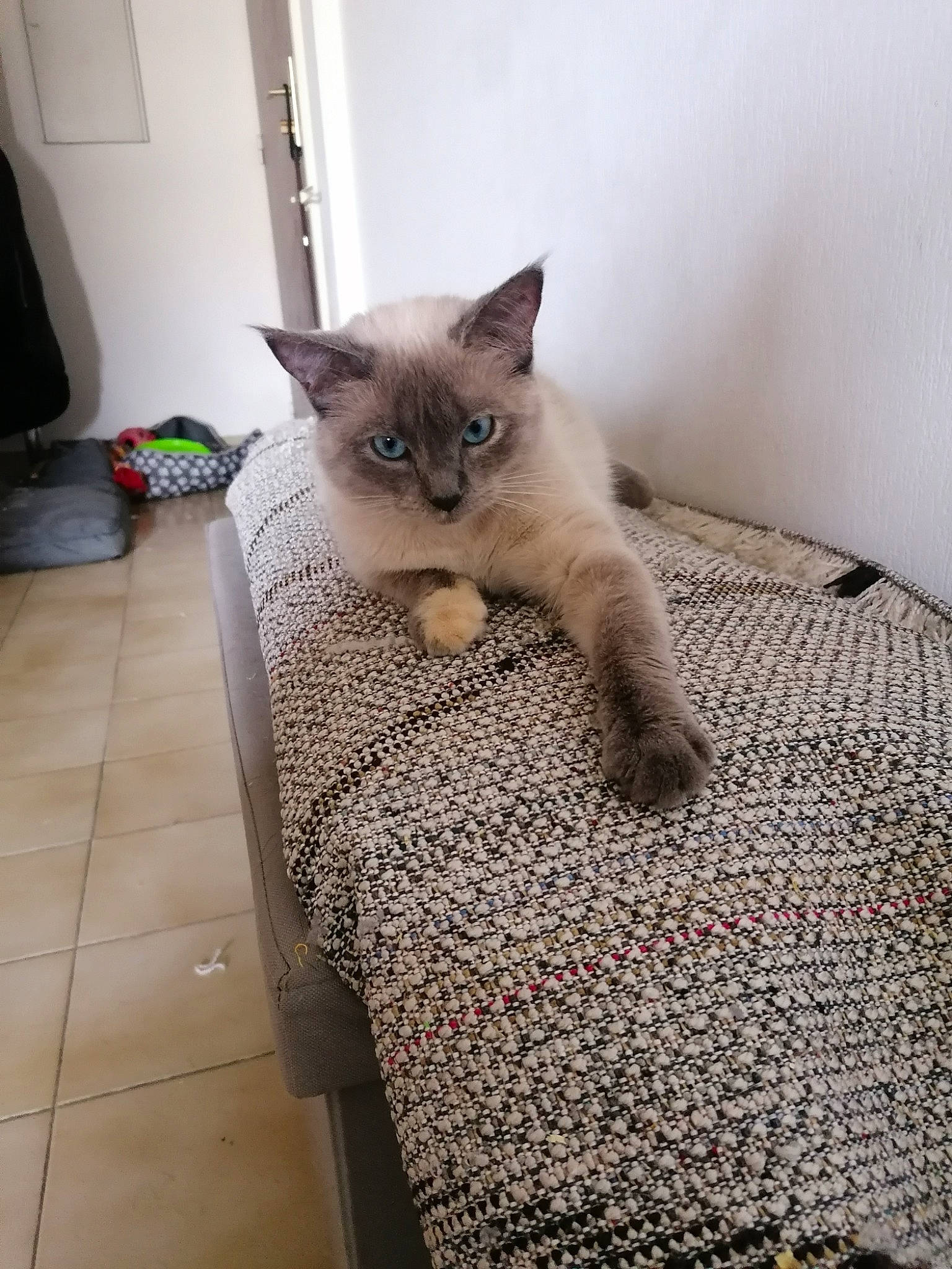 Malia participe au concours pour gagner de l'argent avec cette photo : asian, balinese, birman, british_shorthair, burmese, carnivore, cat, domestic_short_haired_cat, fawn, felidae, himalayan, kitten, mammal, ojos_azules, ragdoll, small_to_medium_sized_cats, thai, tonkinese, vertebrate, whiskers