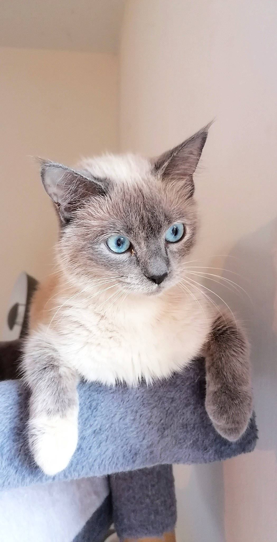Malia a rejoint le concours — aidez-le/la à gagner de superbes lots ! asian, asian_semi_longhair, balinese, birman, carnivore, cat, domestic_short_haired_cat, fawn, felidae, javanese, kitten, mammal, ojos_azules, ragdoll, siamese, small_to_medium_sized_cats, thai, tonkinese, vertebrate, whiskers