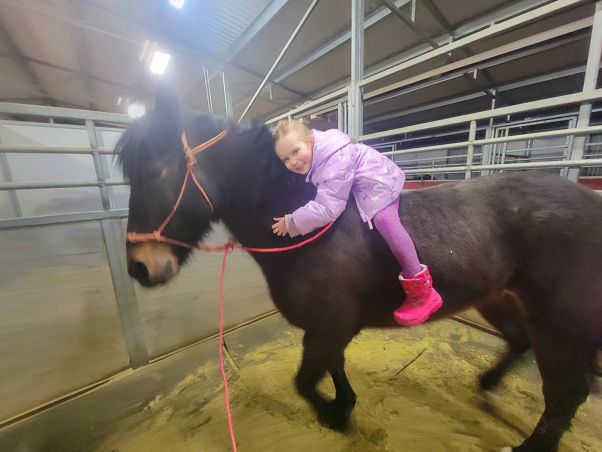 Codie is registered to the contest to win money with this photo: animal_sports, bit, bridle, event, halter, helmet, horse, horse_supplies, horse_tack, joy, liver, livestock, mammal, mane, mare, pack_animal, person, recreation, rein, sports