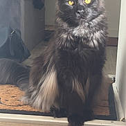 Athila a rejoint le concours — aidez-le/la à gagner de superbes lots ! animal_portrait, black_cat, cat, couch, cute, domestic_animal, doormat, floor, furniture, furry, gray_fur, home_interior, household, indoor, long_hair, looking, pet, relaxed, sitting, yellow_eyes