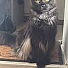 Athila a rejoint le concours — aidez-le/la à gagner de superbes lots ! animal, black_cat, calm, cat, couch, domestic_animal, doormat, doorway, feline, floor, fluffy_fur, fur, home, indoor, living_room, pet, shoes, sitting, wooden_floor, yellow_eyes