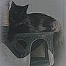 animal, cat, cat_tree, cozy, dark, ears, feline, fluffy, fur, furniture, home, indoor, mammal, pet, quiet, relaxed, resting, sleepy, soft, tail