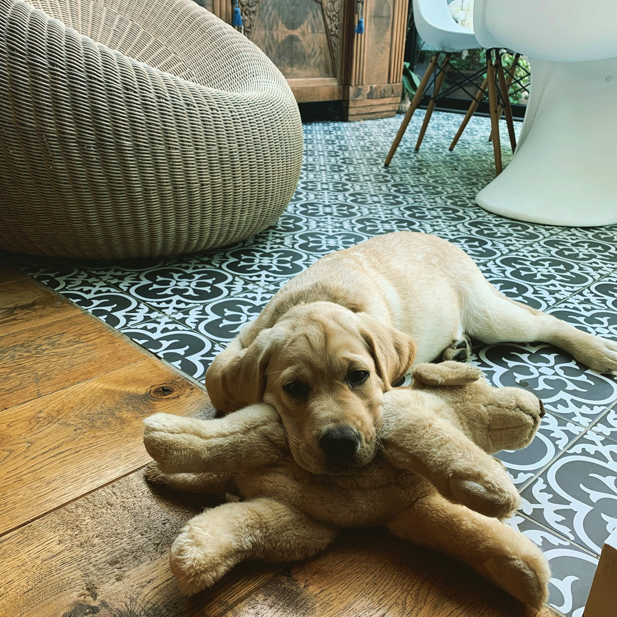 Syrah participe au concours pour gagner de l'argent avec cette photo : carnivore, chair, comfort, companion_dog, couch, dog, dog_breed, fawn, floor, flooring, furniture, hardwood, interior_design, linens, living_room, pet_supply, rectangle, snout, wood, working_animal