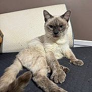 Saphira joined the competition — help win amazing prizes! cat, siamese_cat, pet, feline, indoor, relaxed, lounging, cushion, wall, sign, fur, whiskers, paw, tail, domestic_animal, animal, mammal, cute, looking_at_camera, resting