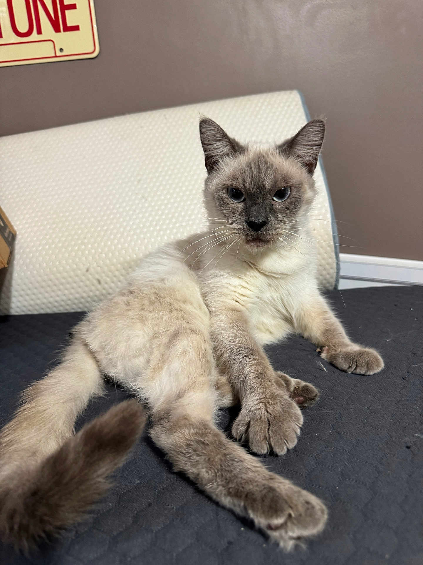 Saphira joined the competition — help win amazing prizes! cat, siamese_cat, pet, feline, indoor, relaxed, lounging, cushion, wall, sign, fur, whiskers, paw, tail, domestic_animal, animal, mammal, cute, looking_at_camera, resting