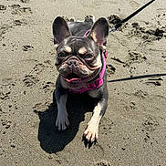 Novah is registered to the contest to win money with this photo: animal, beach, canine, closeup, companion, daytime, dog, ears_up, french_bulldog, happy, leash, outdoor, paw, pet, pink_harness, playful, sand, summer, sunlight, tongue_out