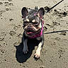 animal, beach, canine, closeup, companion, daytime, dog, ears_up, french_bulldog, happy, leash, outdoor, paw, pet, pink_harness, playful, sand, summer, sunlight, tongue_out
