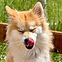 Maverick is registered to the contest to win money with this photo: dog, pomeranian, tongue_out, licking, fluffy_fur, fur, ears, closed_eyes, outdoor, grass, fence, wooden_rail, pet, portrait, closeup, whiskers, nose, collar, sunny, happy