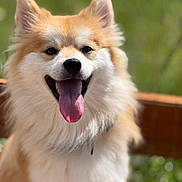 Maverick is registered to the contest to win money with this photo: dog, tongue, fur, ears, outdoor, green_background, wooden_fence, pet, portrait, close_up, happy, smile, fluffy, domestic_animal, shallow_depth_of_field, natural_light, tan_fur, white_fur, black_nose, bright_eyes