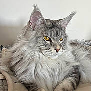 Aramis a rejoint le concours — aidez-le/la à gagner de superbes lots ! cat, maine_coon, fluffy, yellow_eyes, pet, feline, animal, indoor, resting, cozy, blanket, fur, whiskers, ears, portrait, mammal, cute, relaxed, domestic_animal, close_up