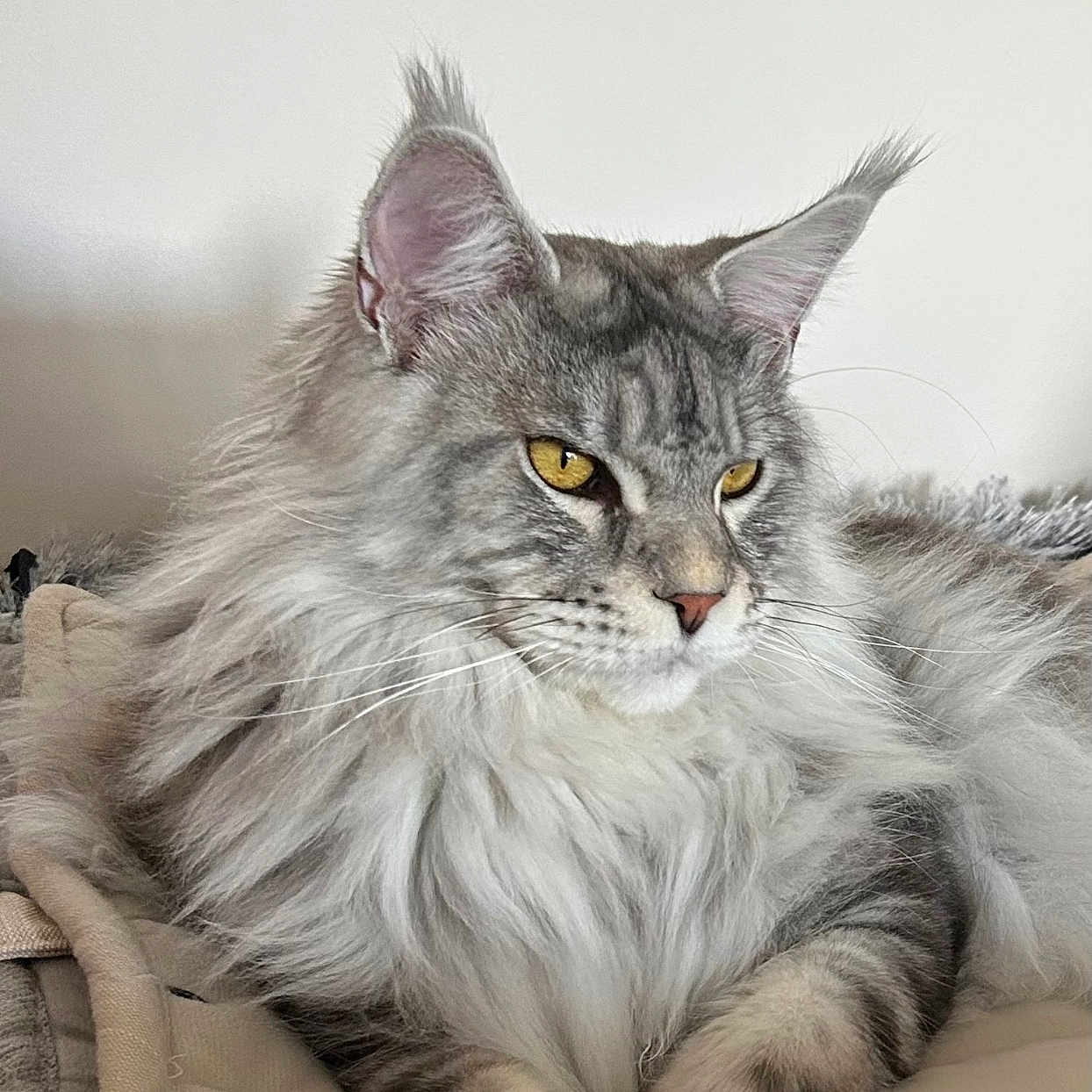 Aramis a rejoint le concours — aidez-le/la à gagner de superbes lots ! cat, maine_coon, fluffy, yellow_eyes, pet, feline, animal, indoor, resting, cozy, blanket, fur, whiskers, ears, portrait, mammal, cute, relaxed, domestic_animal, close_up