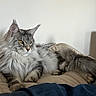 Aramis participe au concours pour gagner de l'argent avec cette photo : cat, maine_coon, pet, feline, fluffy, resting, indoor, cushion, fur, yellow_eyes, relaxed, animal, whiskers, ears, tail, home, cozy, portrait, domestic_cat, cute