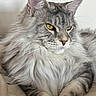 Aramis participe au concours pour gagner de l'argent avec cette photo : cat, long_hair, gray_fur, yellow_eyes, pet, feline, whiskers, ears, cushion, resting, indoor, closeup, fluffy, portrait, animal, relaxed, soft, domestic_cat, cute, mammal