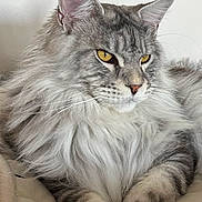 Aramis a rejoint le concours — aidez-le/la à gagner de superbes lots ! cat, gray_cat, fluffy_fur, yellow_eyes, close_up, pet, feline, relaxed, indoor, cushion, striped_fur, long_hair, whiskers, ears, paws, domestic_cat, resting, animal, mammal, portrait