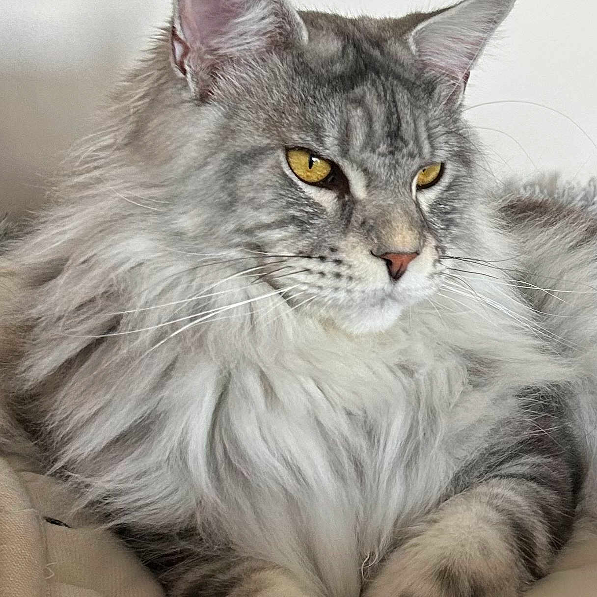 Aramis a rejoint le concours — aidez-le/la à gagner de superbes lots ! cat, gray_cat, fluffy_fur, yellow_eyes, close_up, pet, feline, relaxed, indoor, cushion, striped_fur, long_hair, whiskers, ears, paws, domestic_cat, resting, animal, mammal, portrait
