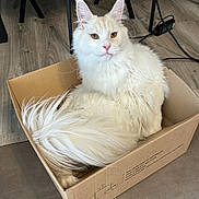 Astro a rejoint le concours — aidez-le/la à gagner de superbes lots ! cat, white_cat, fluffy, long_hair, cardboard_box, floor, indoor, pet, animal, ears, tail, relaxed, seated, furniture_legs, wood_floor, curious, portrait, domestic_cat, whiskers, pink_nose