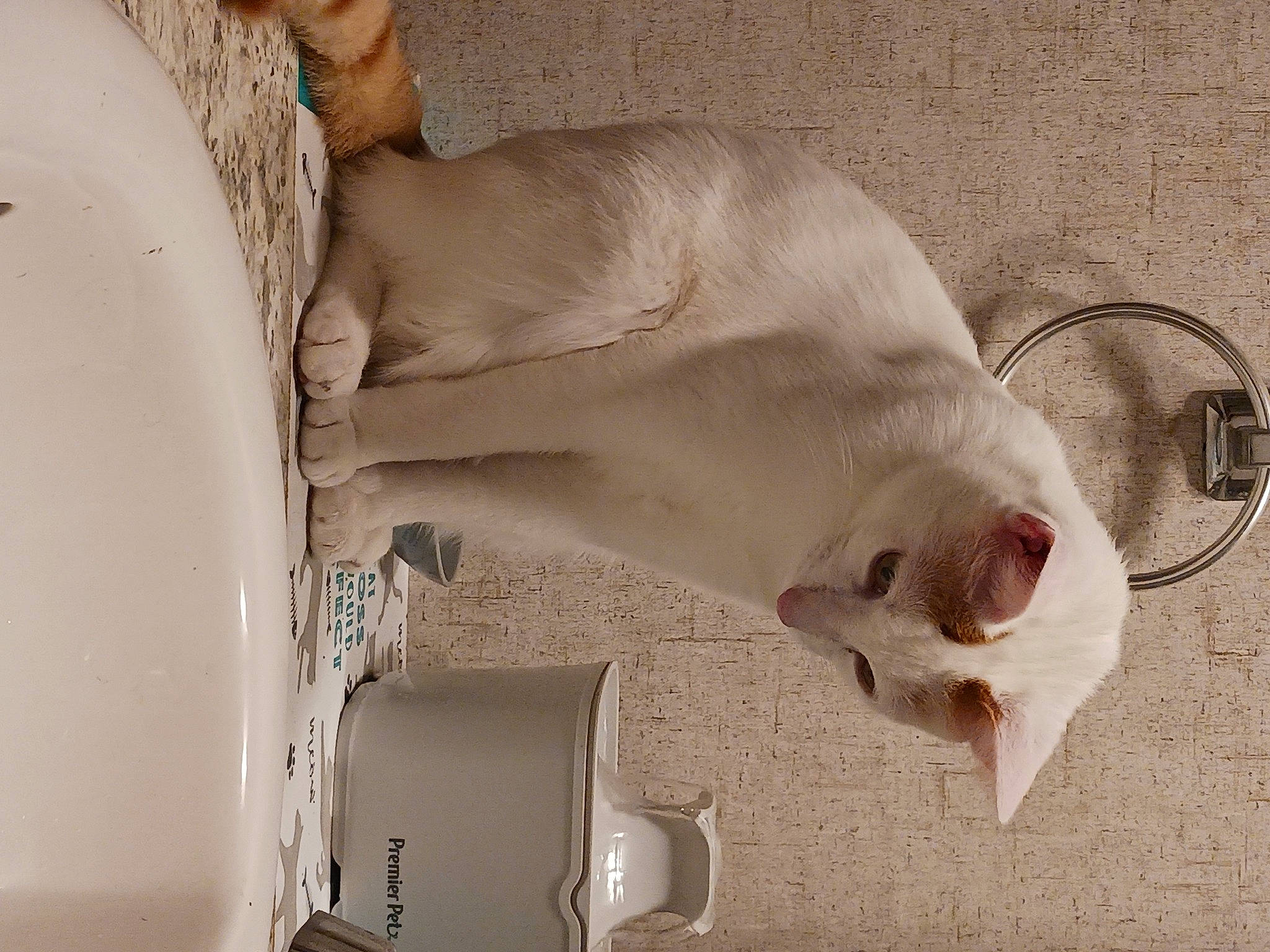 Sully joined the competition — help win amazing prizes! canidae, carnivore, cat, collar, comfort, dog_breed, domestic_short_haired_cat, fawn, felidae, flooring, fur, paw, pet_supply, room, small_to_medium_sized_cats, snout, tail, whiskers, wood, working_animal